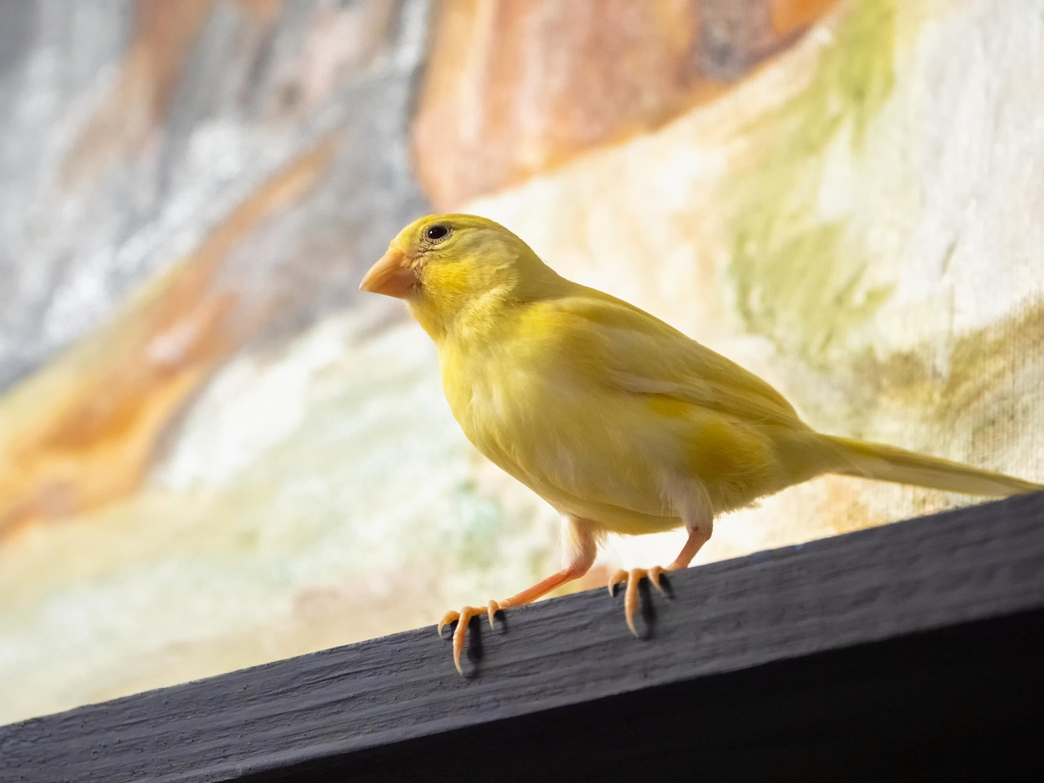 canario